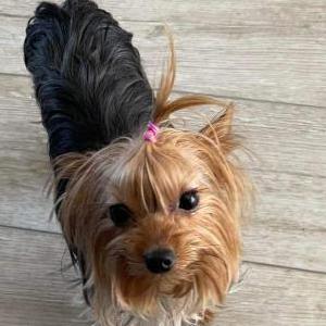 Lost Dog Boo boo