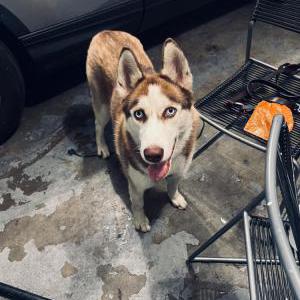 Found Dog Unknown