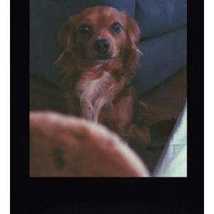 Image of Hercules, Lost Dog