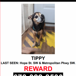 Lost Dog Tippy