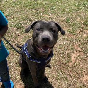Lost Dog Blu