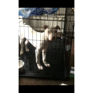 Image of Snow, Lost Dog