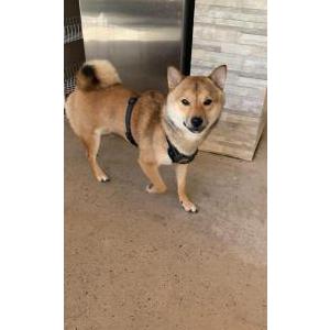 Lost Dog Mochi