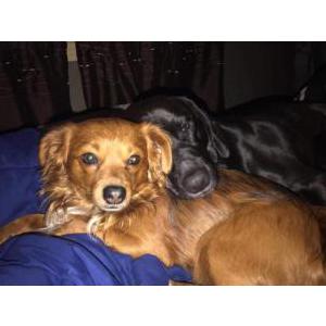 Image of Hercules, Lost Dog