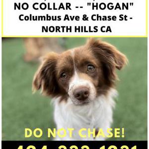 Lost Dog Hogan