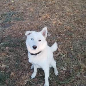 Image of Loki, Lost Dog