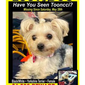 Lost Dog Tooncci