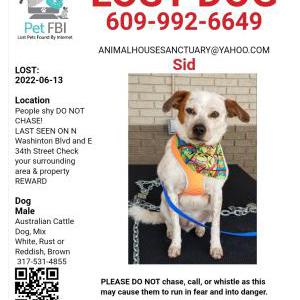 Lost Dog Sid
