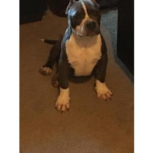 Image of Beano, Lost Dog