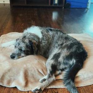 Lost Dog Dani