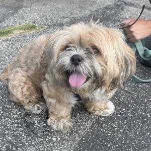 Found Dog Unknown