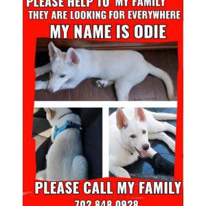 Lost Dog Odie