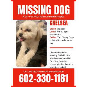 Lost Dog Chelsea