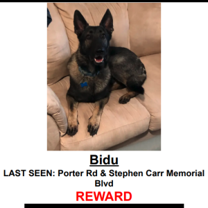 Image of Bidu, Lost Dog