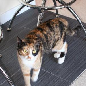 Lost Cat Maya