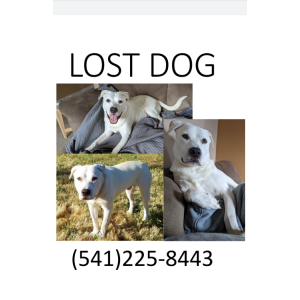 Lost Dog Ghost