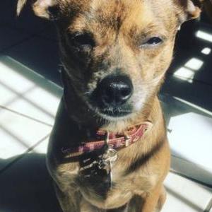 Lost Dog Morty