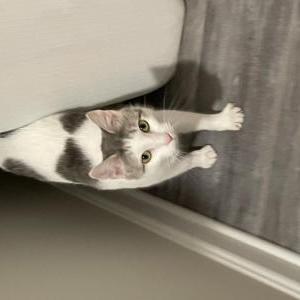 Image of Chloe, Lost Cat