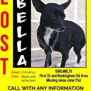 Lost Dog BELLA