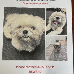 Lost Dog Ollie