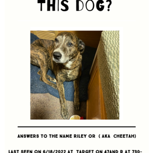Lost Dog Riley