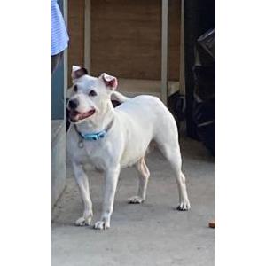 Lost Dog Petunia