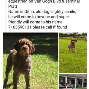 Lost Dog Griffin