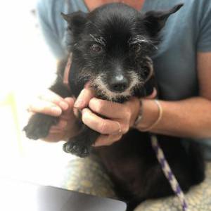 2nd Image of Millie, Lost Dog