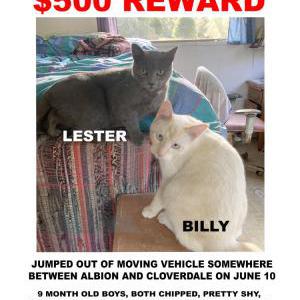 Lost Cat Billy & Lester