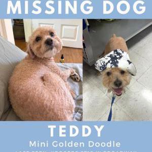 Lost Dog Teddy