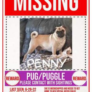 Lost Dog Penny