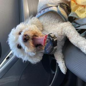Found Dog unknown