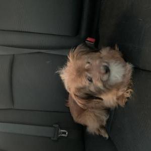 Lost Dog Dolly