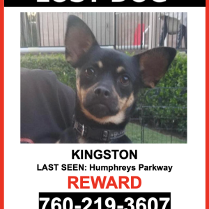 Lost Dog Kingston