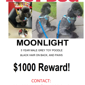 2nd Image of Moonlight, Lost Dog