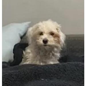 Lost Dog Molly