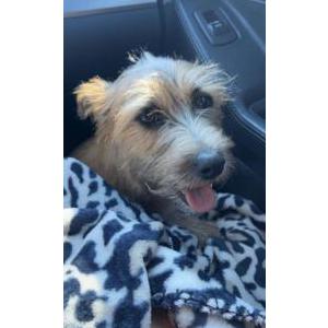 Image of Tinker, Lost Dog