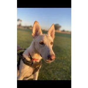 Lost Dog Laika