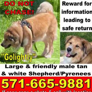 Lost Dog Golightly