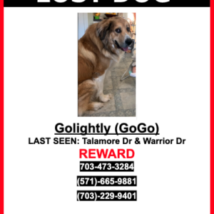Lost Dog Golightly