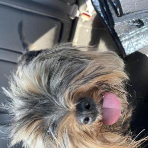 Found Dog Unknown