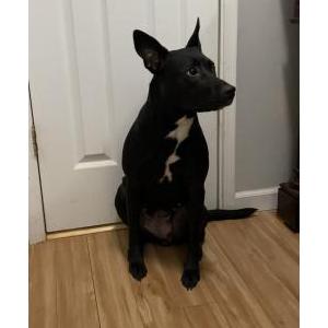 Lost Dog Luna