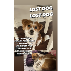 Lost Dog Xena