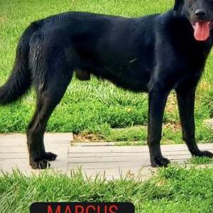 Lost Dog Marcus