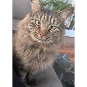 Image of Max, Lost Cat