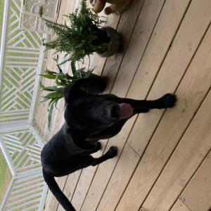 Lost Dog osa