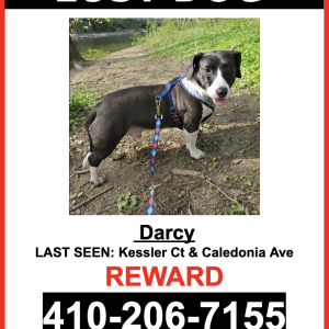 Lost Dog Darcy