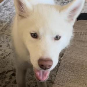 Lost Dog Snowball