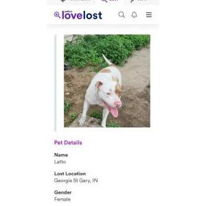 Lost Dog Latto
