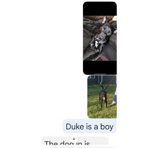 2nd Image of Duke, Lost Dog